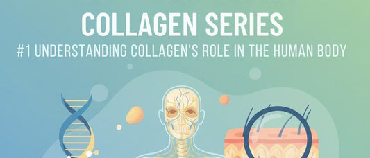 Collagen series: #1 The Molecular Blueprint: Understanding Collagen’s Role in the Human Body