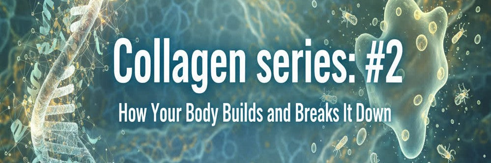 Collagen series: #2 Collagen synthesis 101: how your body builds and breaks it down