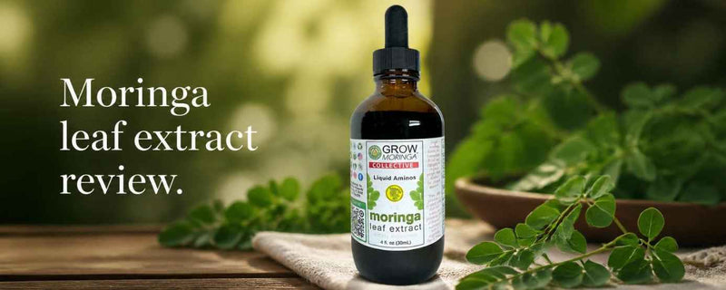 Moringa leaf extract review: Liquid moringa amino acid supplement explained