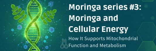 Moringa series #3: Moringa and Cellular Energy: How It Supports Mitochondrial Function and Metabolism
