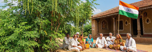 Where Does Moringa Oleifera Come From? And Why It’s Called the Tree of Life